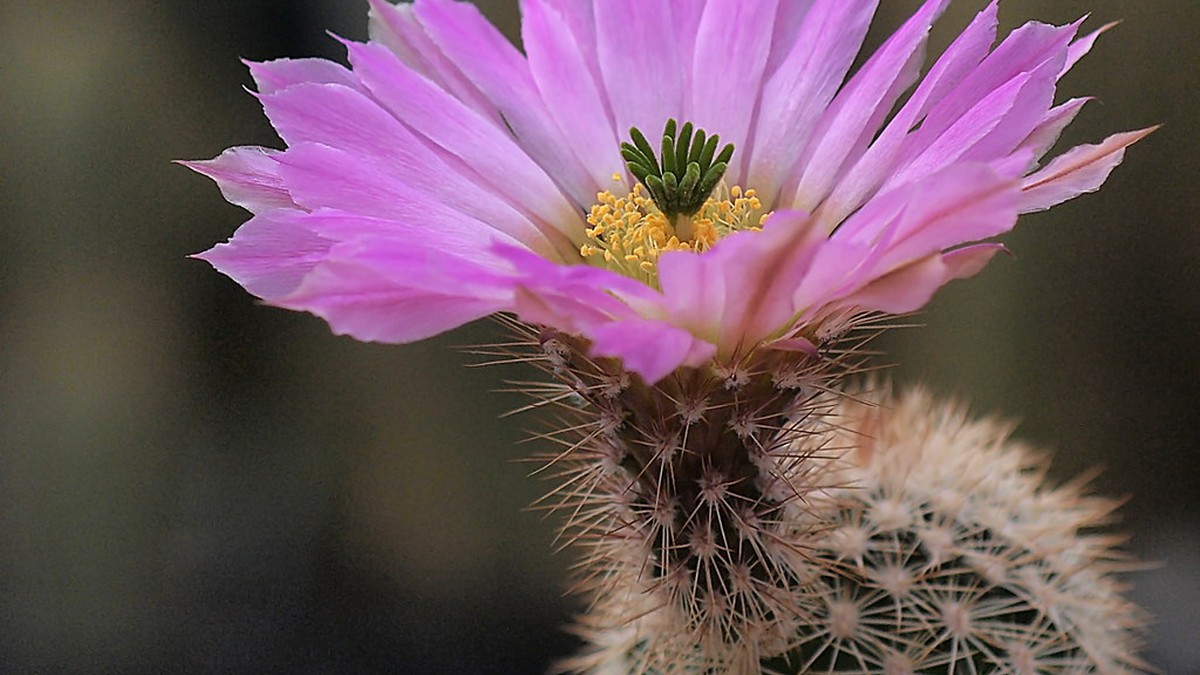 Echinocereus websterianus