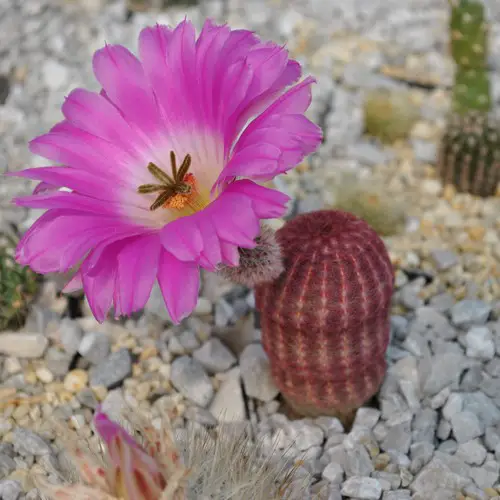 Echinocereus