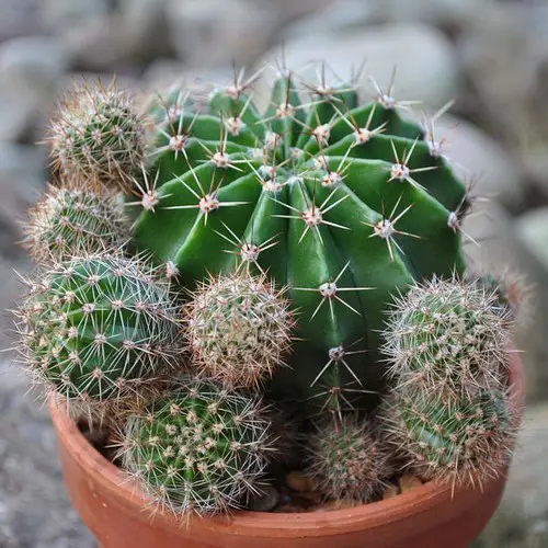 Echinopsis