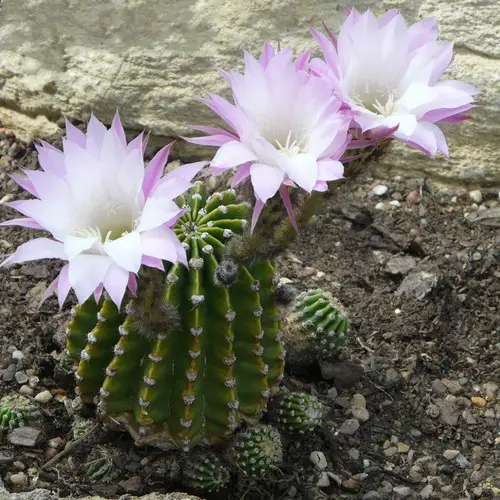 Cactus Echinopsis et rejets