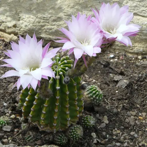 Echinopsis oxygona