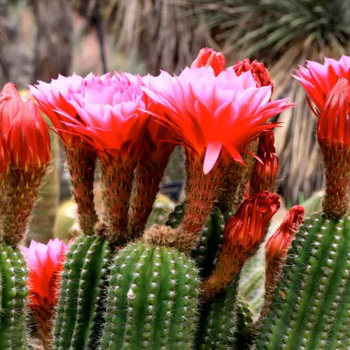 Echinopsis huascha