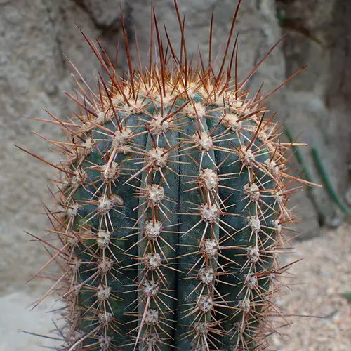 Echinopsis atacamensis