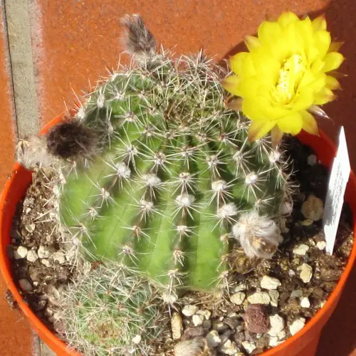 Echinopsis aurea / Lobivia aurea