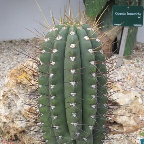 Echinopsis bridgesii