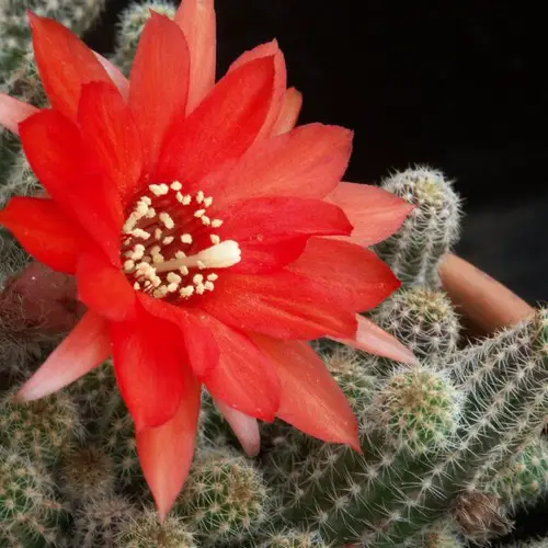 Echinopsis chamaecereus