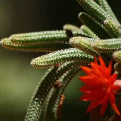 Echinopsis chamaecereus