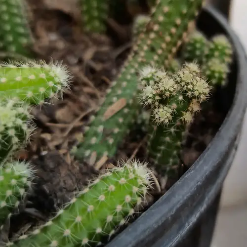 Echinopsis chamaecereus