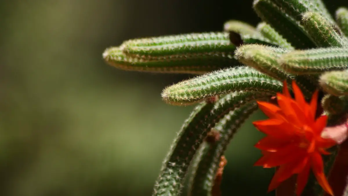 Echinopsis chamaecereus