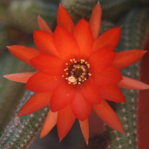 Echinopsis chamaecereus fleur