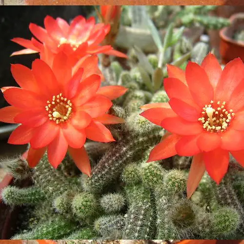 Echinopsis chamaecereus