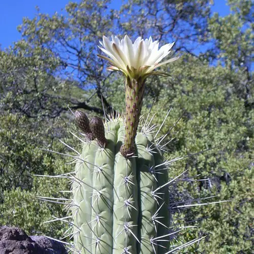 Echinopsis chiloensis