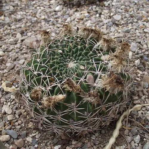 Echinopsis cinnabarina