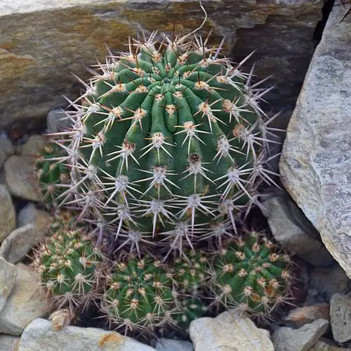 Echinopsis crassicaulis