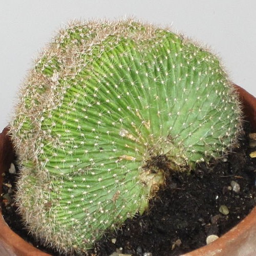 Echinopsis cristada