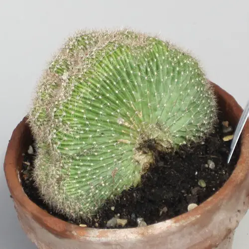 Echinopsis eyriesii var. cristata