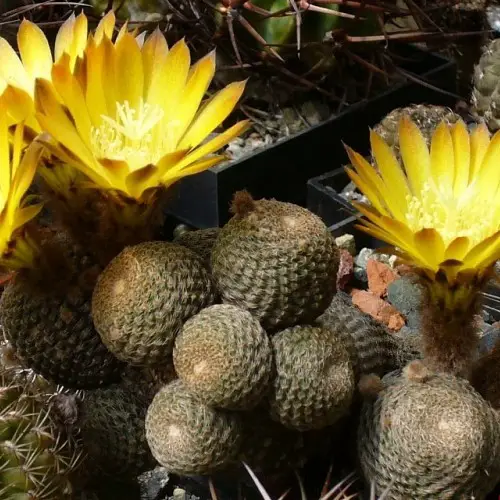 Echinopsis famatimensis