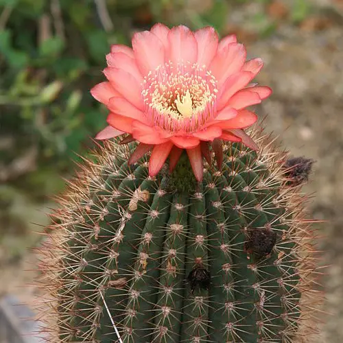 Echinopsis formosa