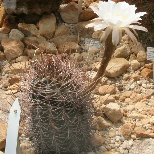 Echinopsis leucantha