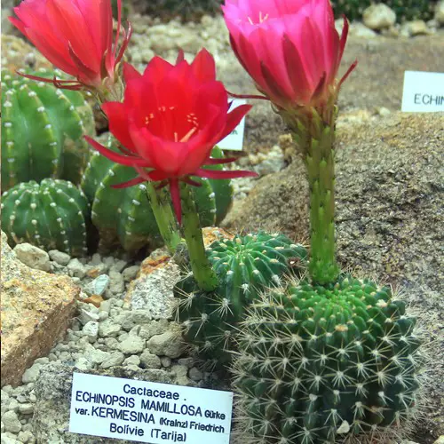 Echinopsis mamillosa