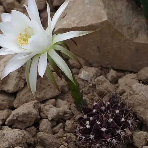 Echinopsis obrepanda