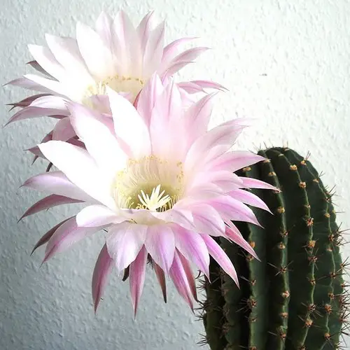 Echinopsis oxygona âgé