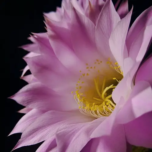 Fleur d'Echinopsis oxygona
