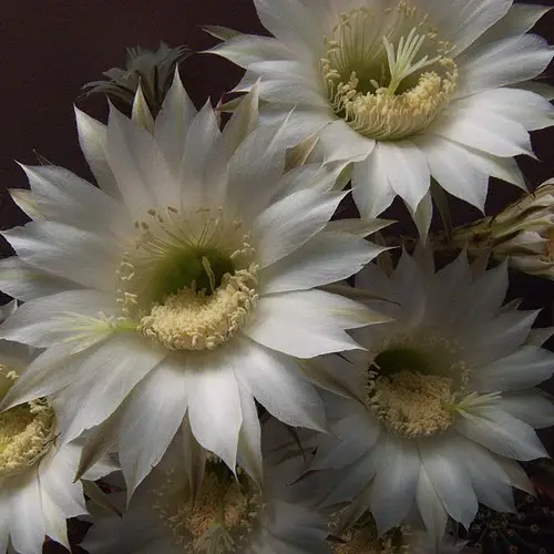 Fleurs blanches d'Echinopsis oxygona
