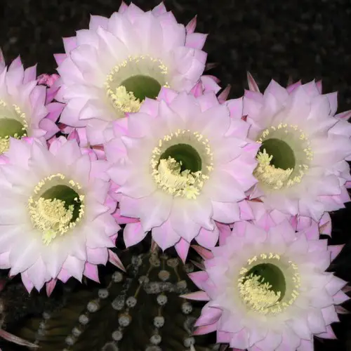 Fleurs d'Echinopsis oxygona