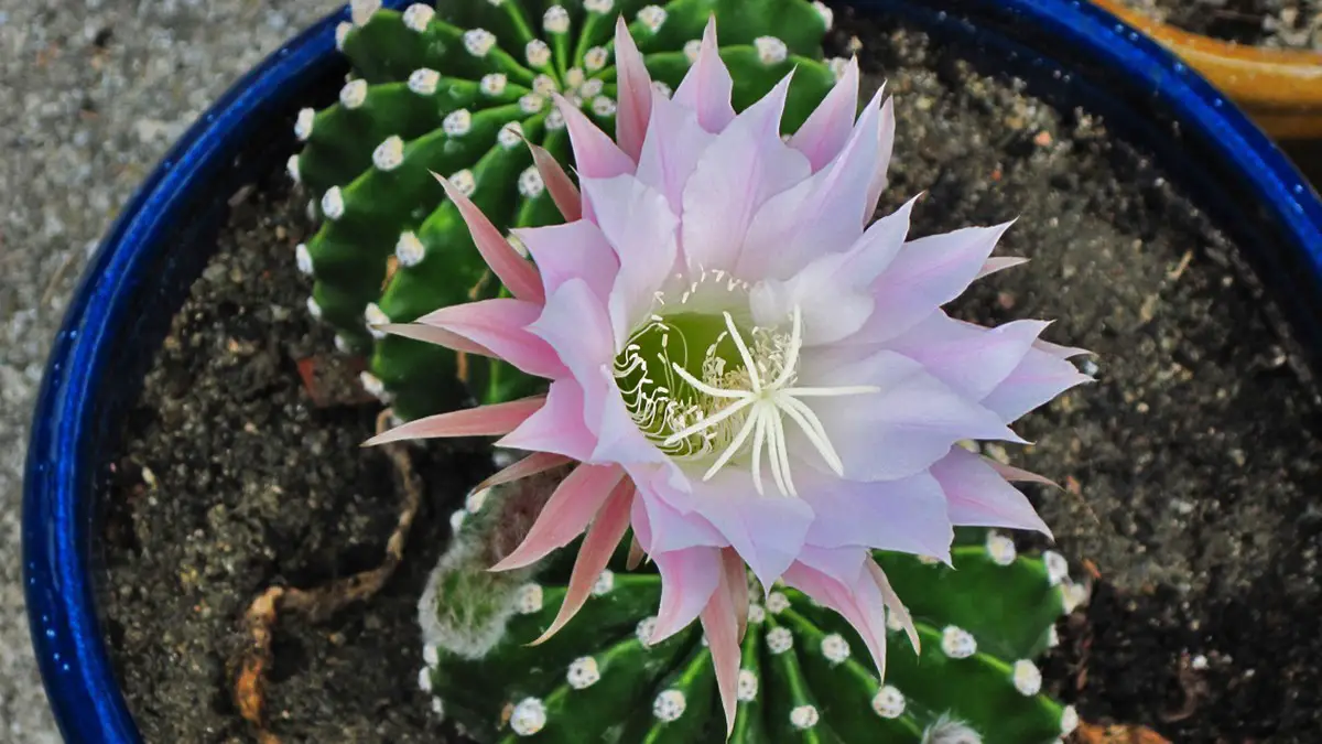 Echinopsis oxygona