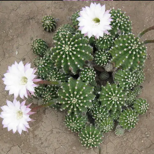Echinopsis oxygona