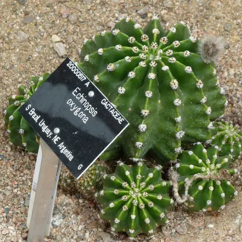 Echinopsis oxygona