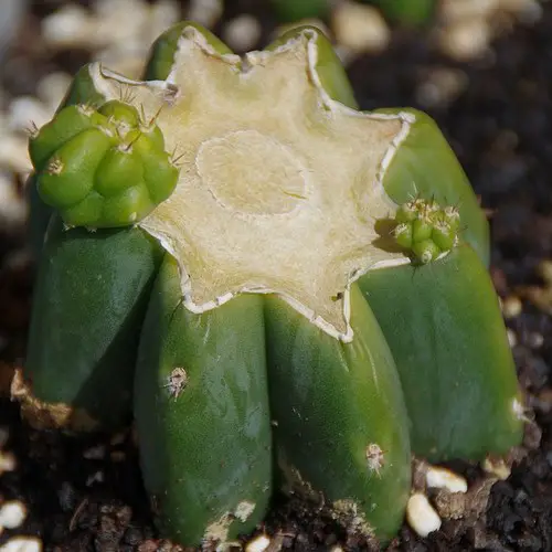Echinopsis pachanoi bouturé