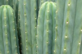 Echinopsis pachanoi