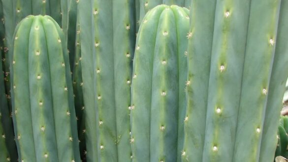 Echinopsis pachanoi