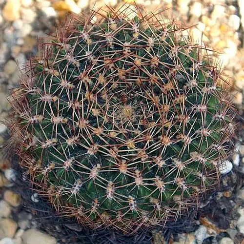 Echinopsis schieliana / Lobivia schieliana