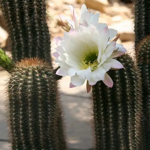 Echinopsis smrziana