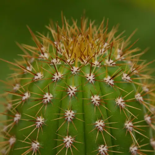 Echinopsis spachiana (Trichocereus spachianus)