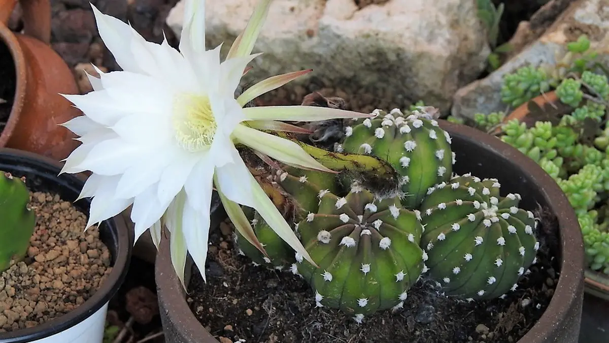 Echinopsis subdenudata