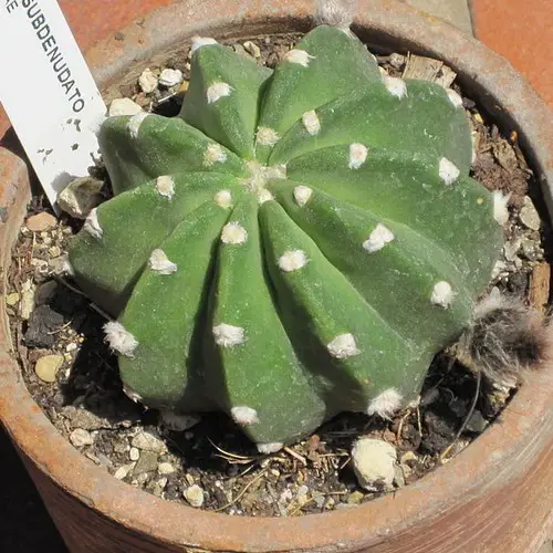 Echinopsis subdenudata