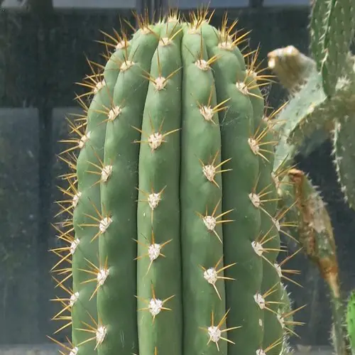 Echinopsis terscheckii / Trichocereus terscheckii