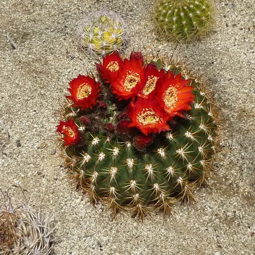 Echinopsis