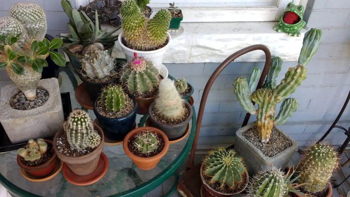 Cactus en pot