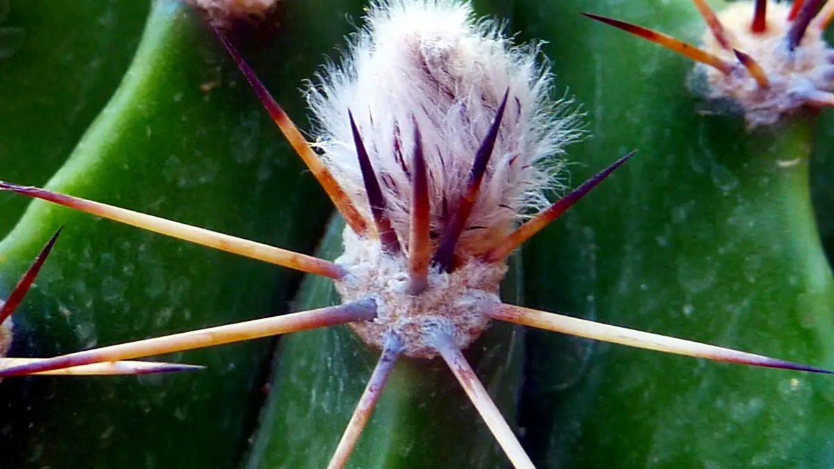 Piqure cactus