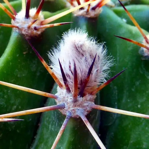 Epines de cactus