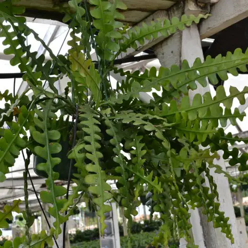 Epiphyllum anguliger