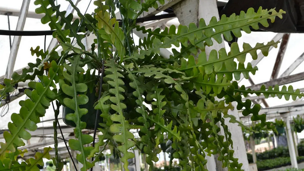 Epiphyllum anguliger