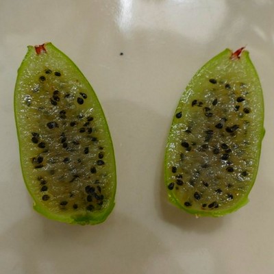 Fruit d'Epiphyllum anguliger