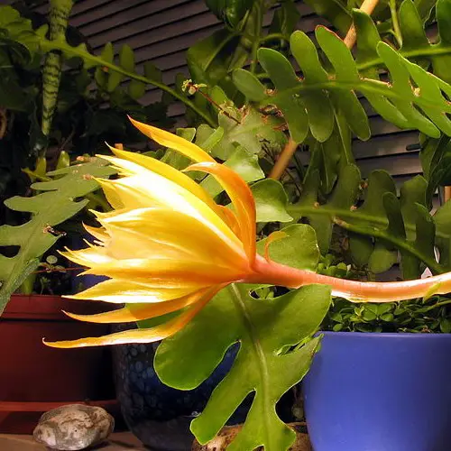 Epiphyllum anguliger