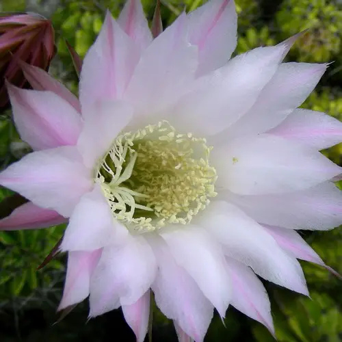 Fleur d'Epiphyllum